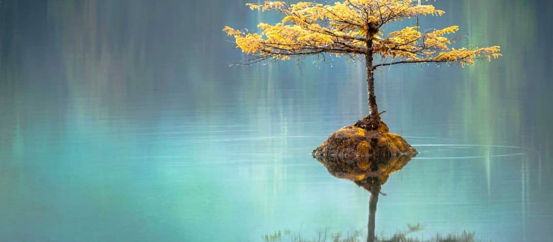 A tree grows on a small island in the middle of a body of water