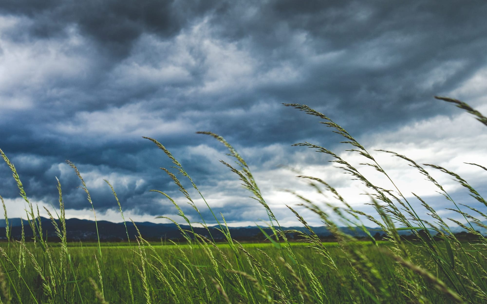 a field of wheat with dark clouds in the sky