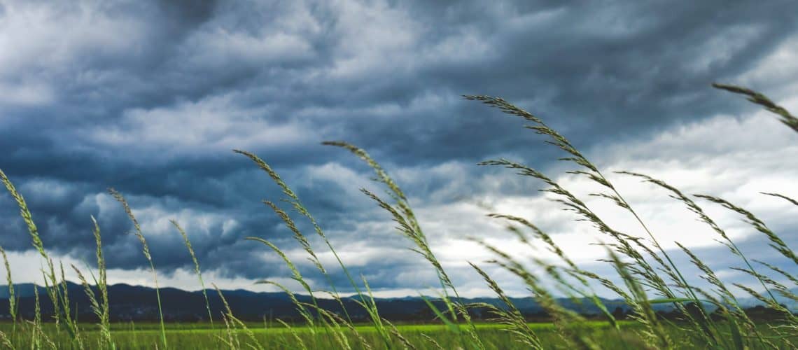 a field of wheat with dark clouds in the sky